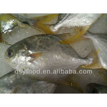 whole round frozen golden pomfret